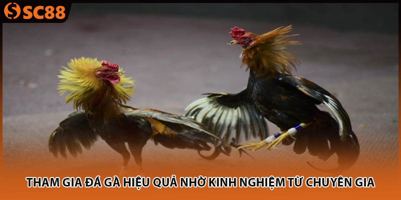 Tham gia đá gà hiệu quả nhờ kinh nghiệm từ chuyên gia